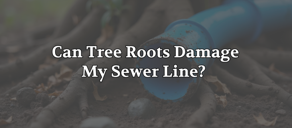 Tree roots surrounding a damaged blue sewer pipe with the text “Can Tree Roots Damage My Sewer Line?” for sewer line root damage repair.